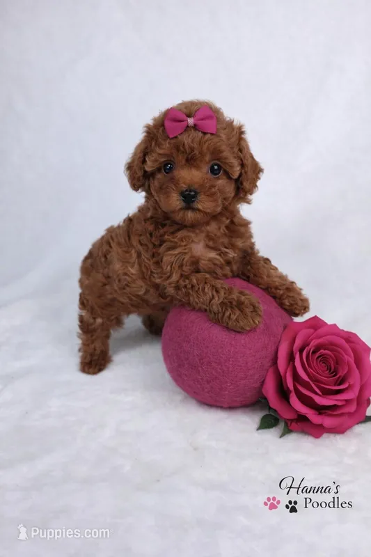 AKC Rasberry Tcup 4-5lbs as adult , a female Poodle - Toy  for sale in Plantation Acres, FL – Photo 1 of 6
