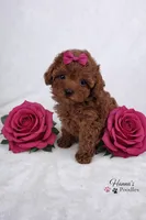 AKC Rasberry Tcup 4-5lbs as adult , a female Poodle - Toy  for sale in Plantation Acres, FL – Photo 6 of 6