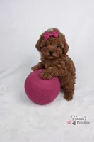 AKC Rasberry Tcup 4-5lbs as adult , a female Poodle - Toy  for sale in Plantation Acres, FL – Photo 3 of 6