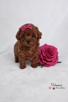 AKC Rasberry Tcup 4-5lbs as adult , a female Poodle - Toy  for sale in Plantation Acres, FL – Photo 5 of 6