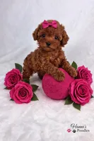 AKC Rasberry Tcup 4-5lbs as adult , a female Poodle - Toy  for sale in Plantation Acres, FL – Photo 2 of 6