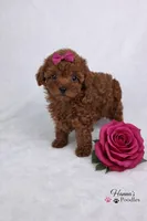 AKC Rasberry Tcup 4-5lbs as adult , a female Poodle - Toy  for sale in Plantation Acres, FL – Photo 4 of 6