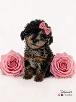 AKC Rare & Beautiful Tri-Colored Female Poodle Puppy Charting 5-6lbs , a female Poodle - Toy  for sale in Plantation Acres, FL – 7 of 8