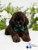 AKC Rare Poodle Puppy Male charting 6-7lbs, a male Poodle - Toy  for sale in Plantation Acres, FL – 3 of 6