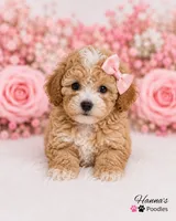 AKC Female Toy Poodle Puppy charting 7-8lbs, a female Poodle - Toy  for sale in Plantation Acres, FL – 1 of 6