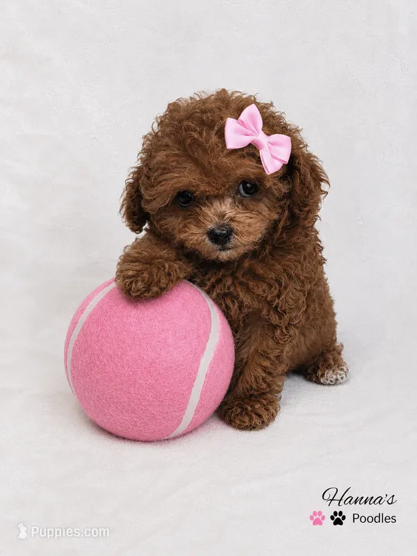 AKC tcup poodle female charting 3-4lbs as adult  – Poodle - Toy  puppy for sale in Plantation Acres, FL