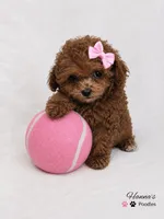 AKC tcup poodle female charting 3-4lbs as adult , a female Poodle - Toy  for sale in Plantation Acres, FL – 1 of 6