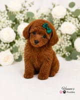 AKC Miss Emerald Toy Poodle Puppy charting 6-7lbs, a female Poodle - Toy  for sale in Plantation Acres, FL – 3 of 5