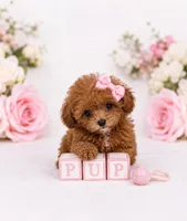 AKC Micro tcup poodle female charting 2-3lbs as adult , a female Poodle - Toy  for sale in Plantation Acres, FL – 6 of 6
