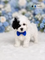 AKC Black Patch Solid White Male Large Toy , a male Poodle - Toy  for sale in Plantation Acres, FL – 3 of 8