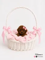 AKC Mahogany Red Female TCup Poodle , a female Poodle - Toy  for sale in Plantation Acres, FL – 1 of 8