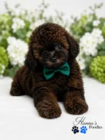 AKC Rare Poodle Puppy Male charting 6-7lbs, a male Poodle - Toy  for sale in Plantation Acres, FL – 5 of 6