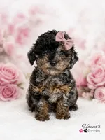 AKC Rare & Beautiful Tri-Colored Female Poodle Puppy Charting 5-6lbs , a female Poodle - Toy  for sale in Plantation Acres, FL – 5 of 8