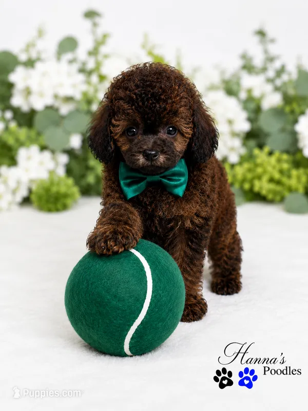 AKC Rare Poodle Puppy Male charting 6-7lbs – Poodle - Toy  puppy for sale in Plantation Acres, FL