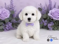 AKC Solid White Large Toy Poodle Male, a male Poodle - Toy  for sale in Plantation Acres, FL – 2 of 8