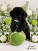 AKC Black Tuxedo Male Large Toy, a male Poodle - Toy  for sale in Plantation Acres, FL – 3 of 6