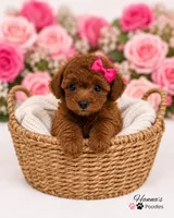 AKC Miss Pink Tiny Toy Poodle Puppy charting 5-6lbs as adult , a female Poodle - Toy  for sale in Plantation Acres, FL – 3 of 6