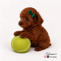 AKC Miss Emerald Toy Poodle Puppy charting 6-7lbs, a female Poodle - Toy  for sale in Plantation Acres, FL – 4 of 5