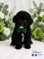 AKC Black Tuxedo Male Large Toy, a male Poodle - Toy  for sale in Plantation Acres, FL – 4 of 6