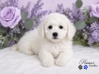 AKC Solid White Large Toy Poodle Male, a male Poodle - Toy  for sale in Plantation Acres, FL – 3 of 8