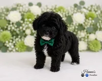 AKC Black Tuxedo Male Large Toy, a male Poodle - Toy  for sale in Plantation Acres, FL – 5 of 6