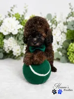 AKC Rare Poodle Puppy Male charting 6-7lbs, a male Poodle - Toy  for sale in Plantation Acres, FL – 2 of 6