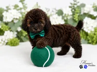 AKC Rare Poodle Puppy Male charting 6-7lbs, a male Poodle - Toy  for sale in Plantation Acres, FL – 4 of 6