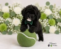 AKC Black Tuxedo Male Large Toy, a male Poodle - Toy  for sale in Plantation Acres, FL – 2 of 6