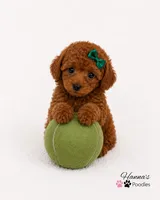 AKC Miss Emerald Toy Poodle Puppy charting 6-7lbs, a female Poodle - Toy  for sale in Plantation Acres, FL – 5 of 5