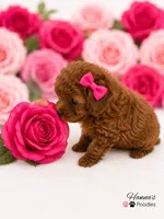 AKC Miss Pink Tiny Toy Poodle Puppy charting 5-6lbs as adult , a female Poodle - Toy  for sale in Plantation Acres, FL – 6 of 6