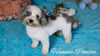 AKC Silver and Blue Parti Poodle , a female Poodle - Toy  for sale in Fort Lauderdale, FL – 1 of 3