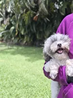 AKC Tcup Poodle 2.14lbs full grown , a male Poodle - Toy  for sale in Plantation Acres, FL – 2 of 3