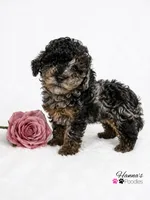 AKC Rare & Beautiful Tri-Colored Female Poodle Puppy Charting 5-6lbs , a female Poodle - Toy  for sale in Plantation Acres, FL – 3 of 8
