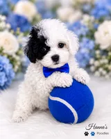 AKC Black Patch Solid White Male Large Toy , a male Poodle - Toy  for sale in Plantation Acres, FL – 5 of 8