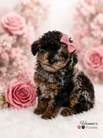 AKC Rare & Beautiful Tri-Colored Female Poodle Puppy Charting 5-6lbs , a female Poodle - Toy  for sale in Plantation Acres, FL – 2 of 8