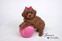 AKC Pink Female Toy Poodle 6-7lbs as adult, a female Poodle - Toy  for sale in Plantation Acres, FL – Photo 2 of 5