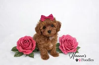 AKC Pink Female Toy Poodle 6-7lbs as adult, a female Poodle - Toy  for sale in Plantation Acres, FL – Photo 3 of 5