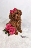 AKC Pink Female Toy Poodle 6-7lbs as adult, a female Poodle - Toy  for sale in Plantation Acres, FL – Photo 4 of 5