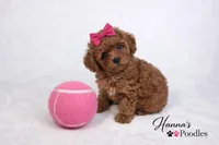 AKC Pink Female Toy Poodle 6-7lbs as adult, a female Poodle - Toy  for sale in Plantation Acres, FL – Photo 5 of 5