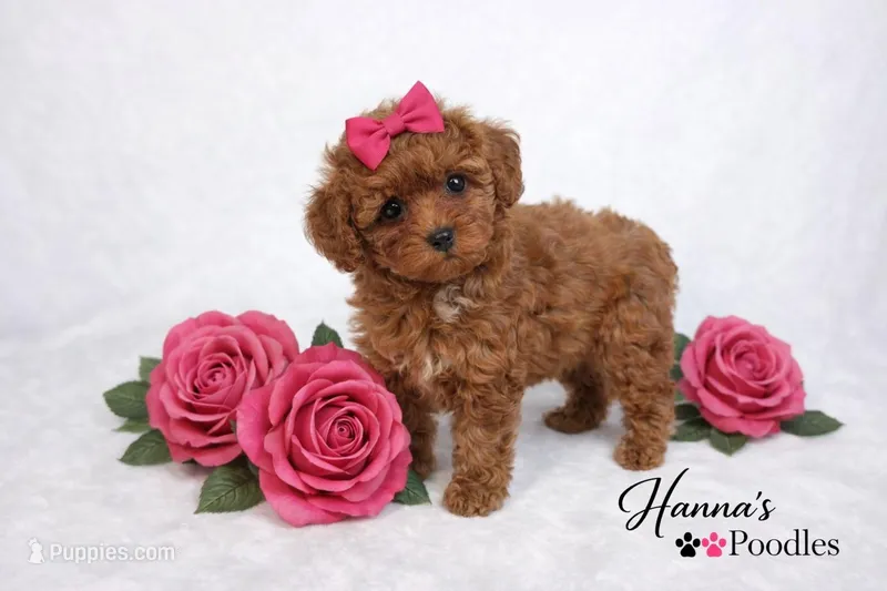 AKC Pink Female Toy Poodle 6-7lbs as adult