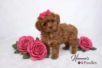 AKC Pink Female Toy Poodle 6-7lbs as adult, a female Poodle - Toy  for sale in Plantation Acres, FL – Photo 1 of 5