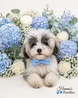 AKC Tcup Poodle 3pounds full grown , a male Poodle - Toy  for sale in Plantation Acres, FL – 2 of 3