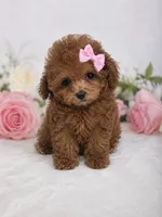 AKC tcup poodle female charting 3-4lbs as adult , a female Poodle - Toy  for sale in Plantation Acres, FL – 6 of 6