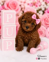 AKC Mahogany Red Female TCup Poodle , a female Poodle - Toy  for sale in Plantation Acres, FL – 7 of 8