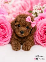 AKC Mahogany Red Female TCup Poodle , a female Poodle - Toy  for sale in Plantation Acres, FL – 4 of 8