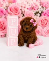 AKC Mahogany Red Female TCup Poodle , a female Poodle - Toy  for sale in Plantation Acres, FL – 6 of 8