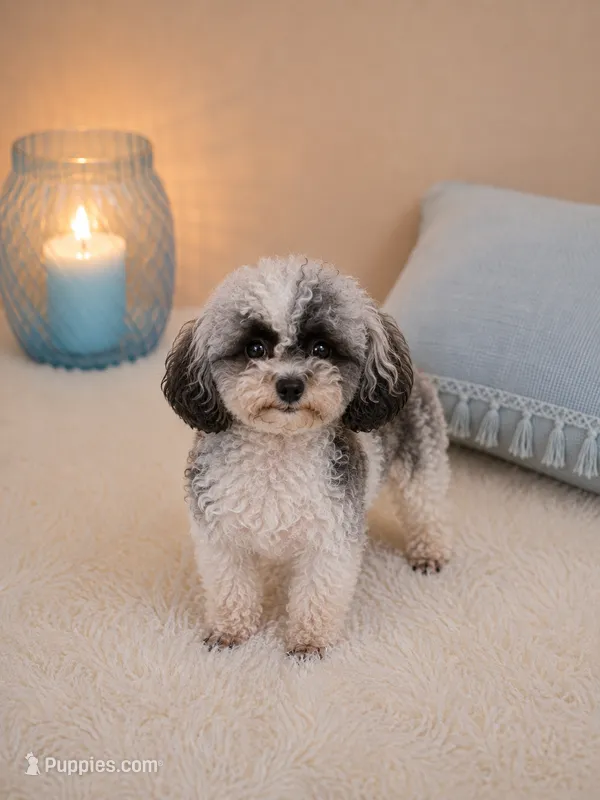AKC Tcup Poodle 2.14lbs Full Grown  – Poodle - Toy  puppy for sale in Plantation Acres, FL