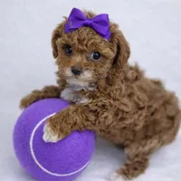 AKC Micro Teacup Champion Bloodlines 2-3lbs as adult, a female Poodle - Toy  for sale in Plantation Acres, FL – Photo 3 of 7