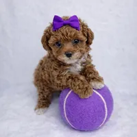 AKC Micro Teacup Champion Bloodlines 2-3lbs as adult, a female Poodle - Toy  for sale in Plantation Acres, FL – Photo 4 of 7