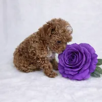 AKC Micro Teacup Champion Bloodlines 2-3lbs as adult, a female Poodle - Toy  for sale in Plantation Acres, FL – Photo 7 of 7